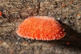 Crepidotus cinnabarinus image