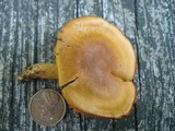 Cortinarius semisanguineus image