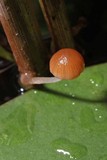 Psathyrella typhae image