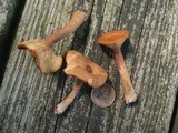 Lactarius camphoratus image