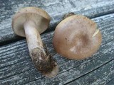 Lactarius quietus var. incanus image