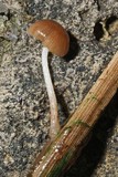 Psathyrella typhae image