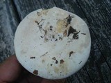 Lactarius subvellereus image