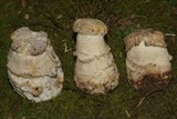 Hypomyces hyalinus image