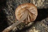 Psathyrella typhae image