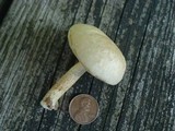 Leccinellum albellum image