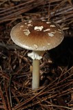 Amanita solaniolens image