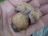Tylopilus rubrobrunneus image