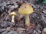 Amanita flavorubens image