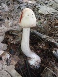 Amanita rubescens var. rubescens image