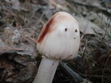 Amanita rubescens var. rubescens image