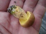 Lanmaoa pseudosensibilis image