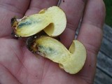 Lanmaoa pseudosensibilis image