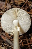 Amanita solaniolens image