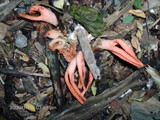Pseudocolus fusiformis image