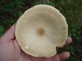Melanoleuca alboflavida image
