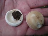 Russula compacta image