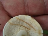 Russula compacta image