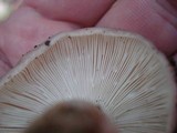Russula variata image