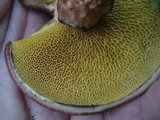 Suillus spraguei image
