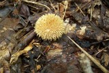 Lycoperdon echinatum image