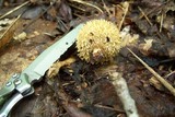 Lycoperdon echinatum image