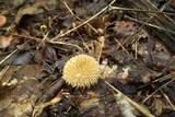 Lycoperdon echinatum image