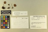 Inocybe mixtilis image