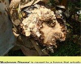 Marasmiellus inoderma image