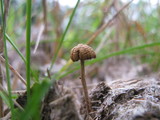 Psilocybe coprophila image