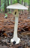 Amanita brunnescens image