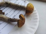 Leccinum luteum image