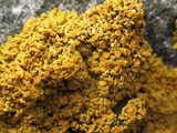 Xanthoria elegans image