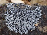 Physcia caesia image
