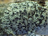 Physcia aipolia image