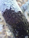 Melanohalea exasperata image