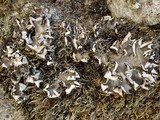 Peltigera neckeri image
