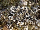 Peltigera neckeri image