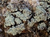 Leprocaulon microscopicum image