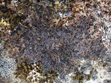 Parmelia omphalodes image