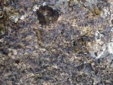 Parmelia omphalodes image