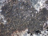 Parmelia omphalodes image