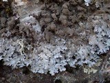 Parmelia saxatilis image