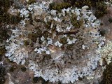 Parmelia saxatilis image