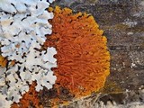 Xanthoria aureola image