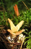 Pseudocolus fusiformis image