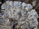 Parmelina tiliacea image
