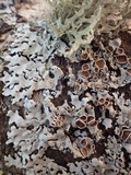 Parmelina carporrhizans image