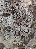 Parmelina carporrhizans image
