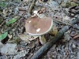 Austroboletus gracilis image